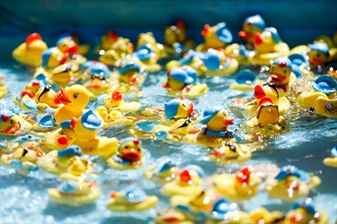 Close up of rubber duckies floating in water